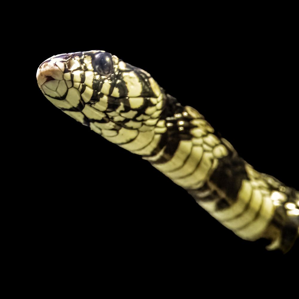 Фотография автора Ray Asiala