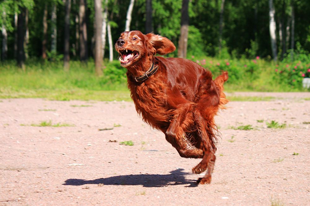 Весёлый сеттер.