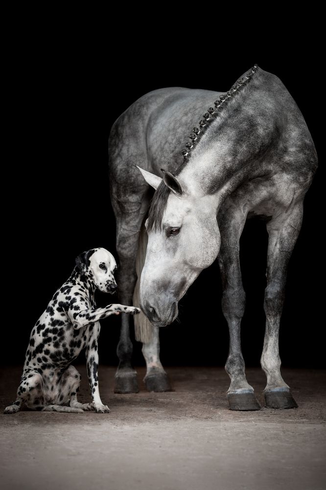 Фотография автора Camilla Cintra