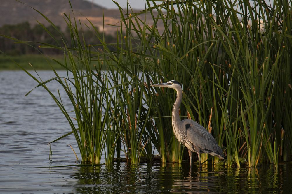 Photograph by Noe Castro