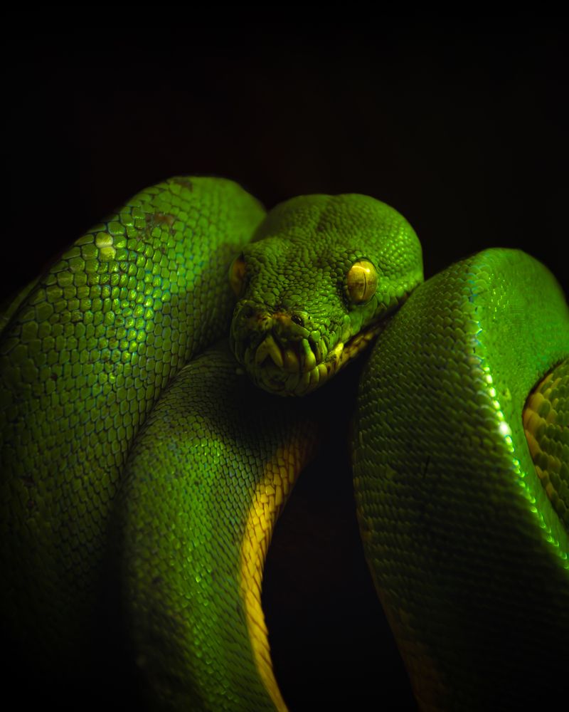 Photograph by Ángel Esteban