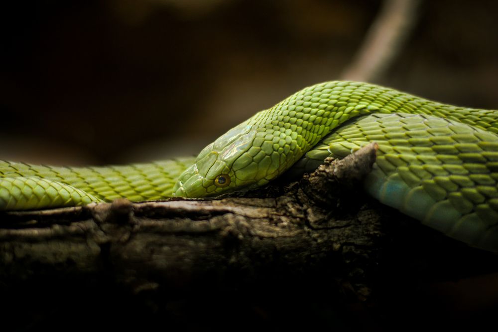 Photograph by Ángel Esteban