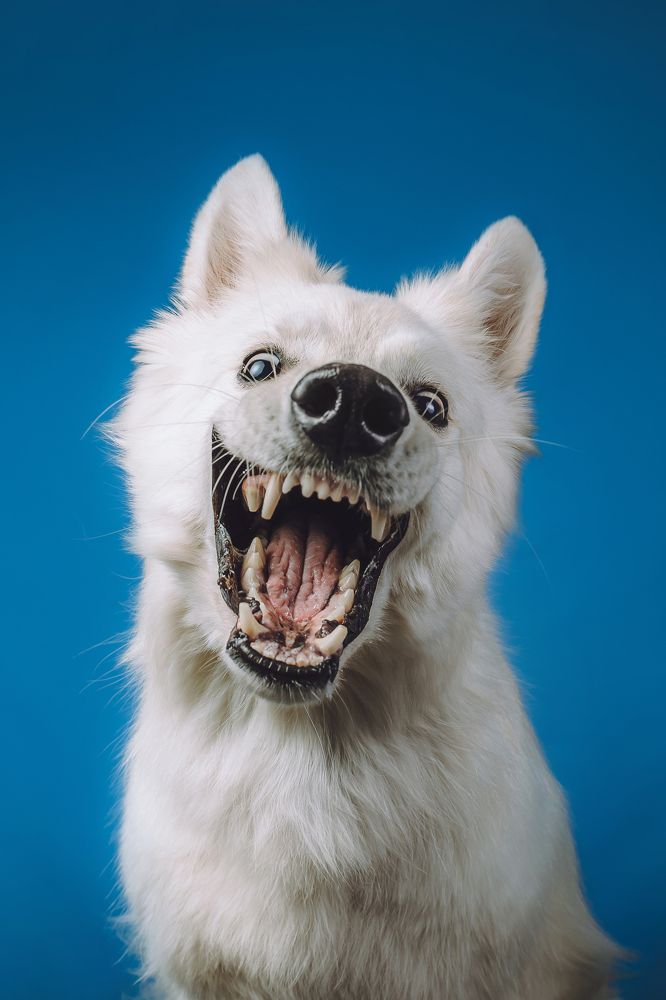 Фотография автора Екатерина Киреева