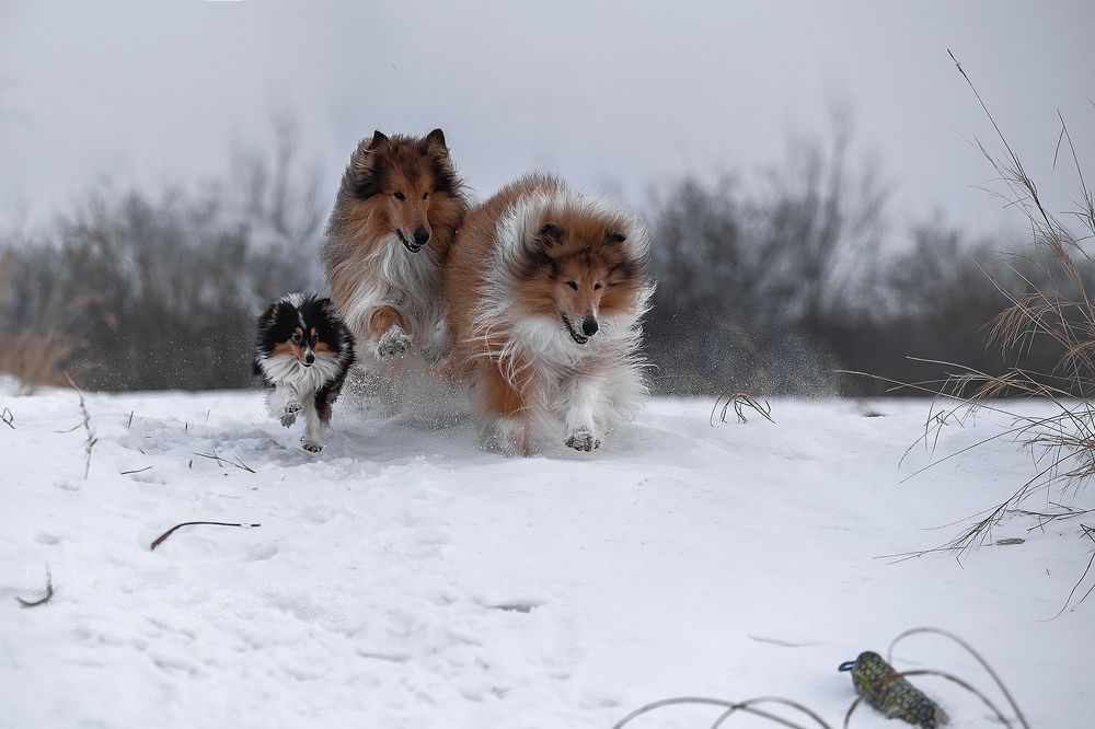 Photograph by СВЕТЛАНА ГРАЧЕВА