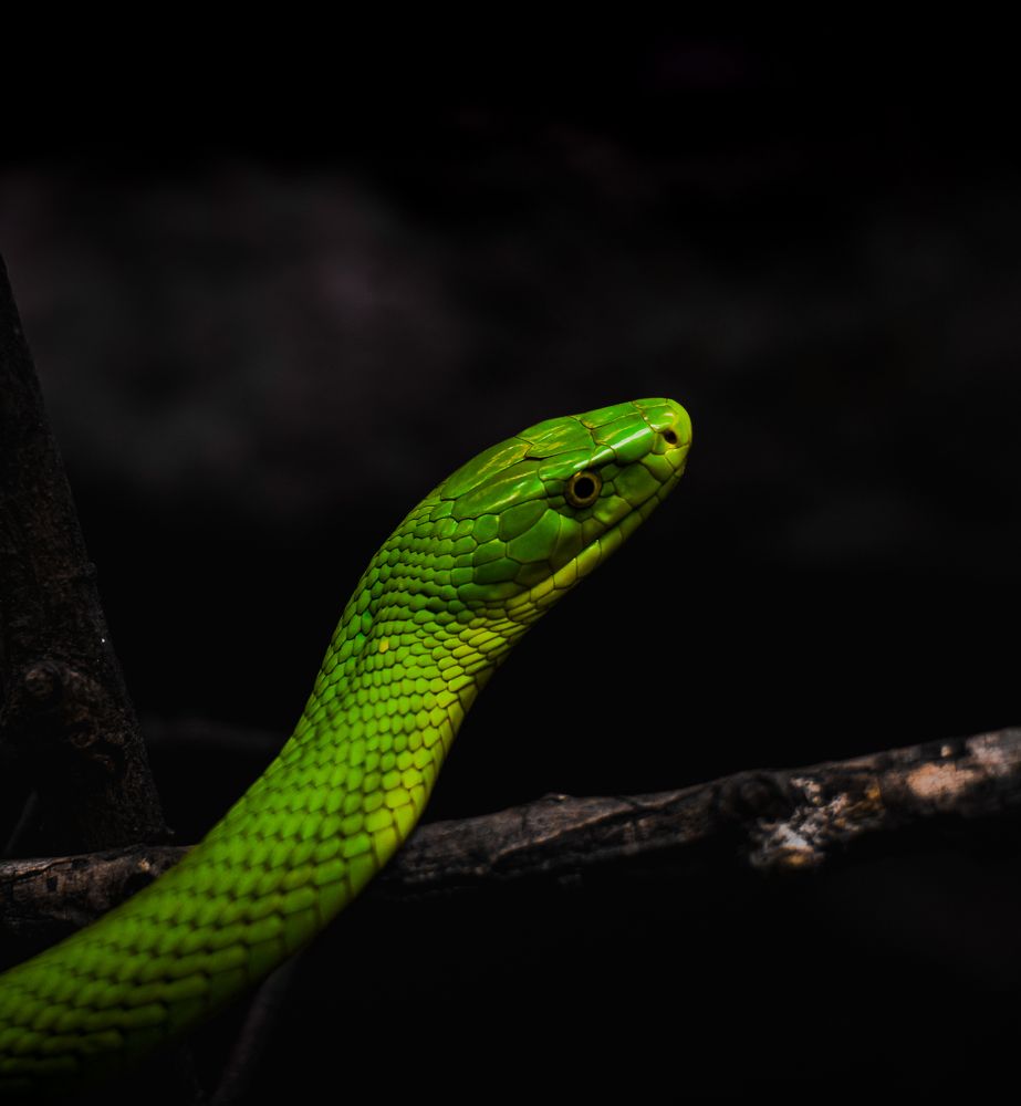 Photograph by Ángel Esteban