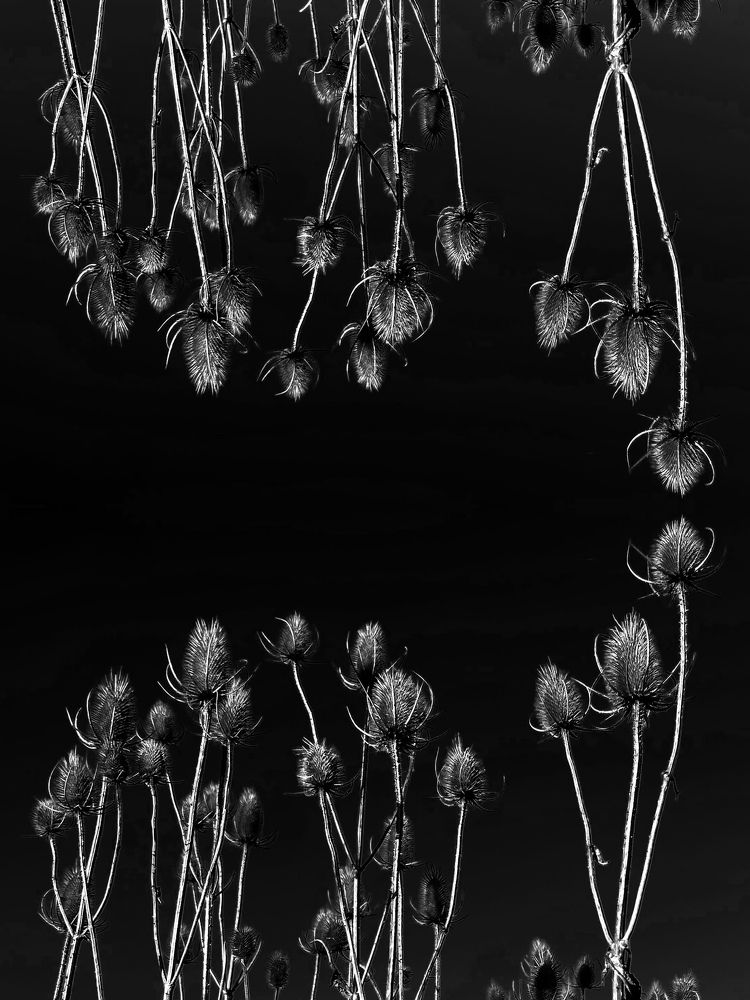 Зимняя графика растений