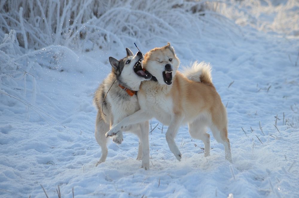 Photograph by Галина Катанова