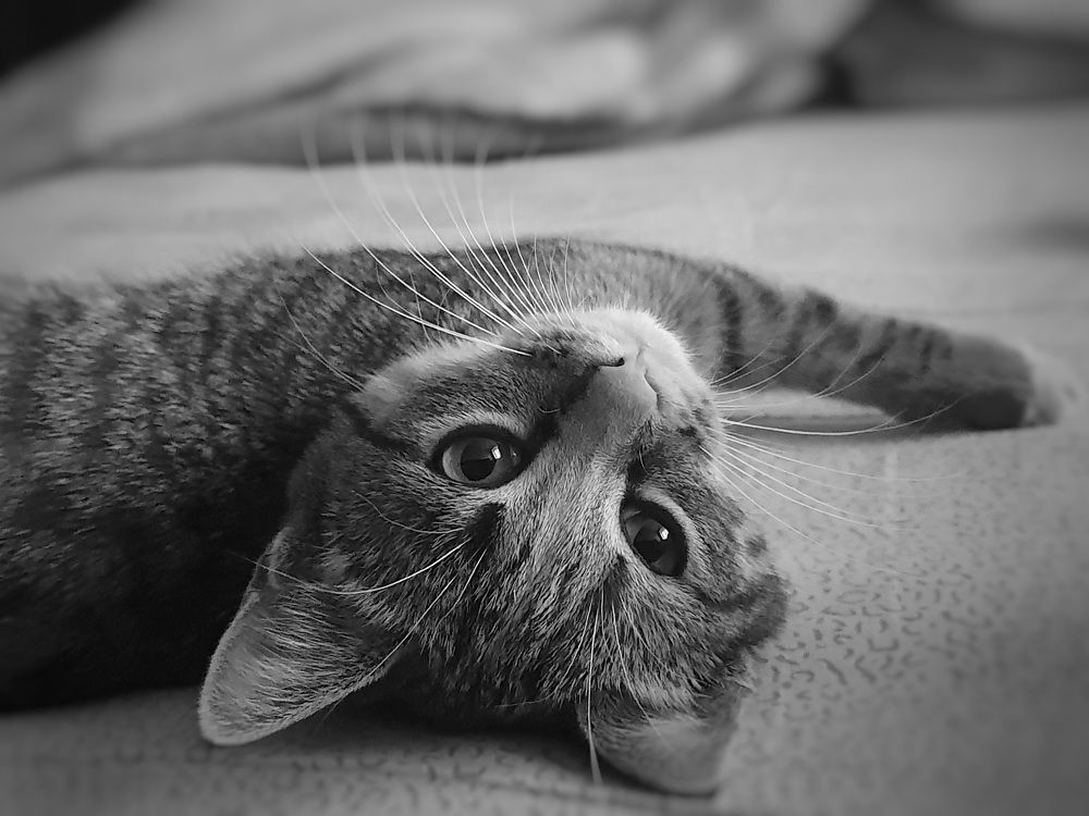 Фотография автора Ирина Дроздова