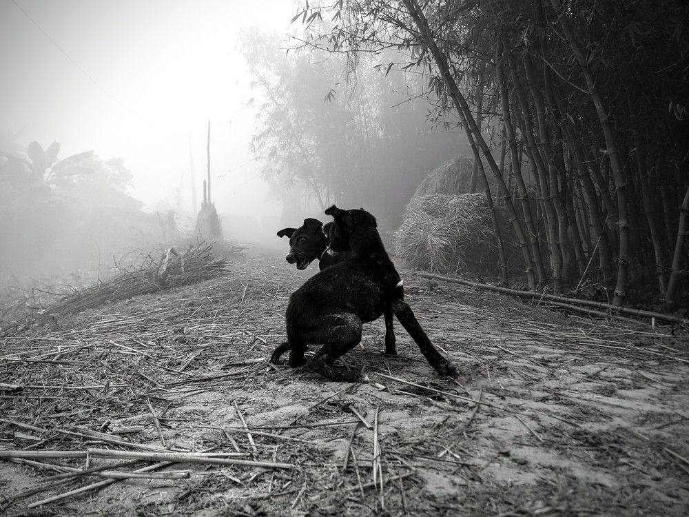 Plying morning light