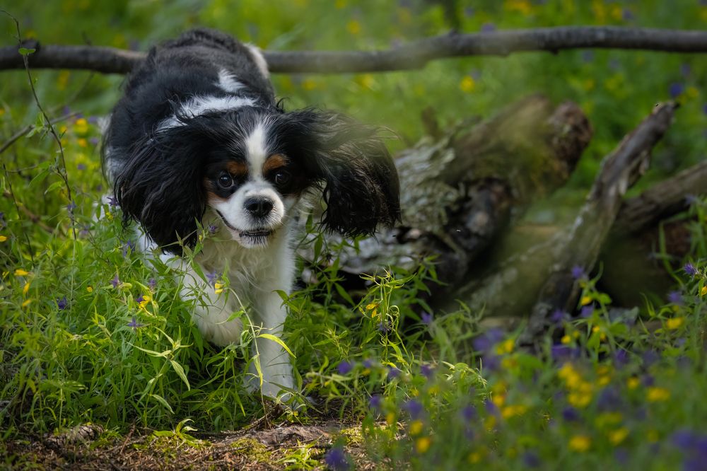 Photograph by Галина Павлова