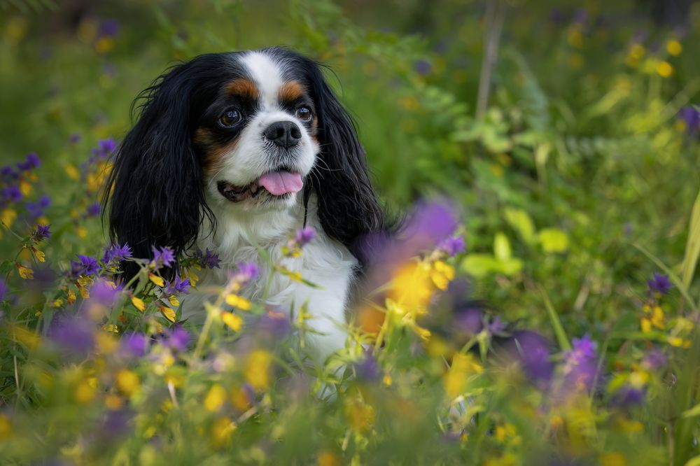 Photograph by Галина Павлова