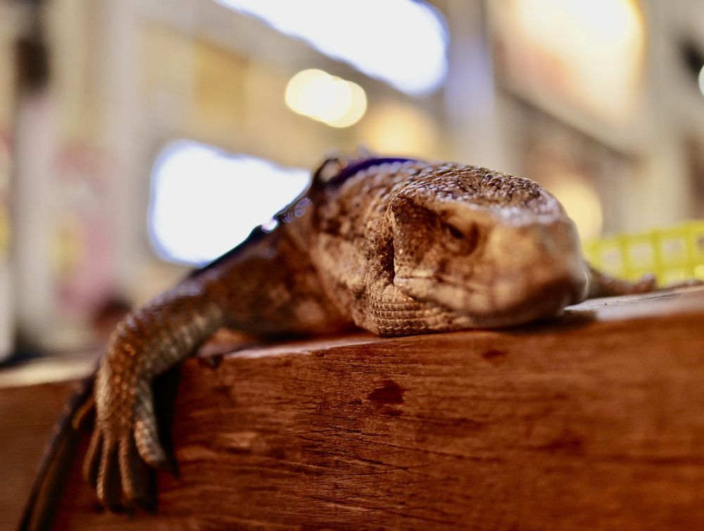 Photograph by Oscar Cortes Alarcón