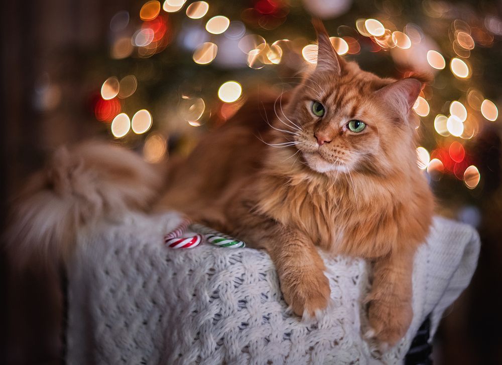 Новогодний портрет