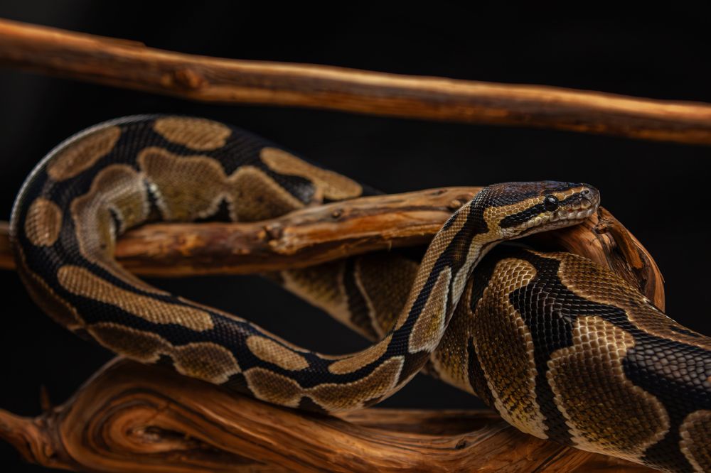 Photograph by Зубкова Юлия