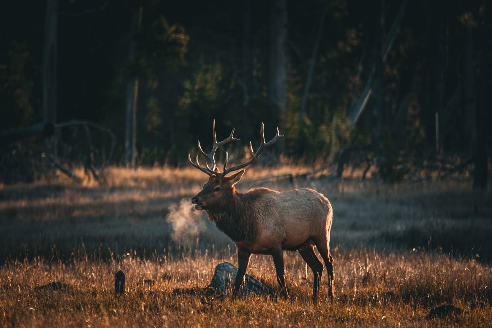 Фотография автора gaurav roy