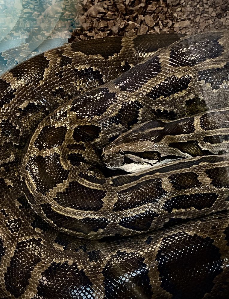 Photograph by Татьяна Шитлина