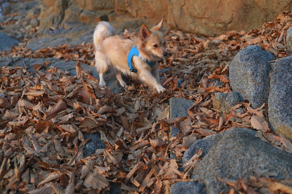Фотография автора Александр Свистоплясов