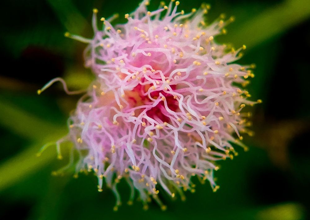 Photograph by I.G. Sachin Hirusha