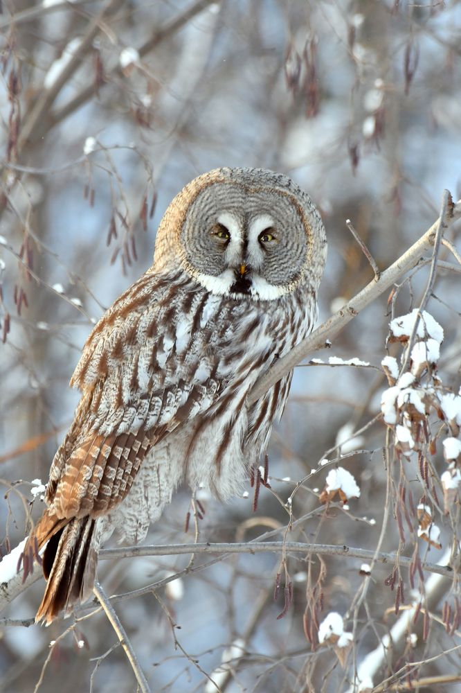 Фотография автора Алла Кожевникова