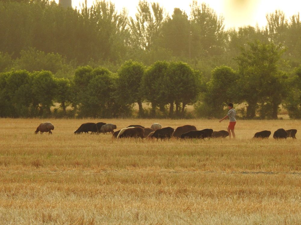 Фотография автора Shavkat Tojiyev