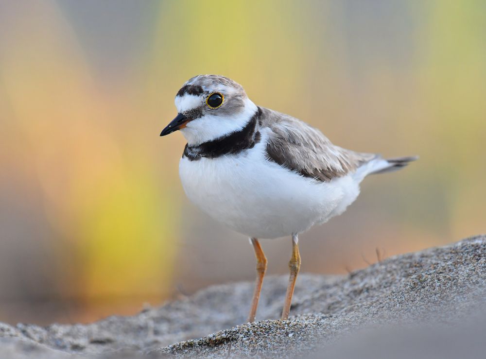 Фотография автора Алла Кожевникова