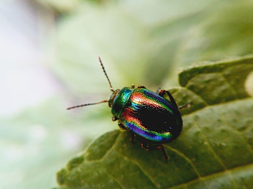 Листоед Ясноточный Fasta fastuosa