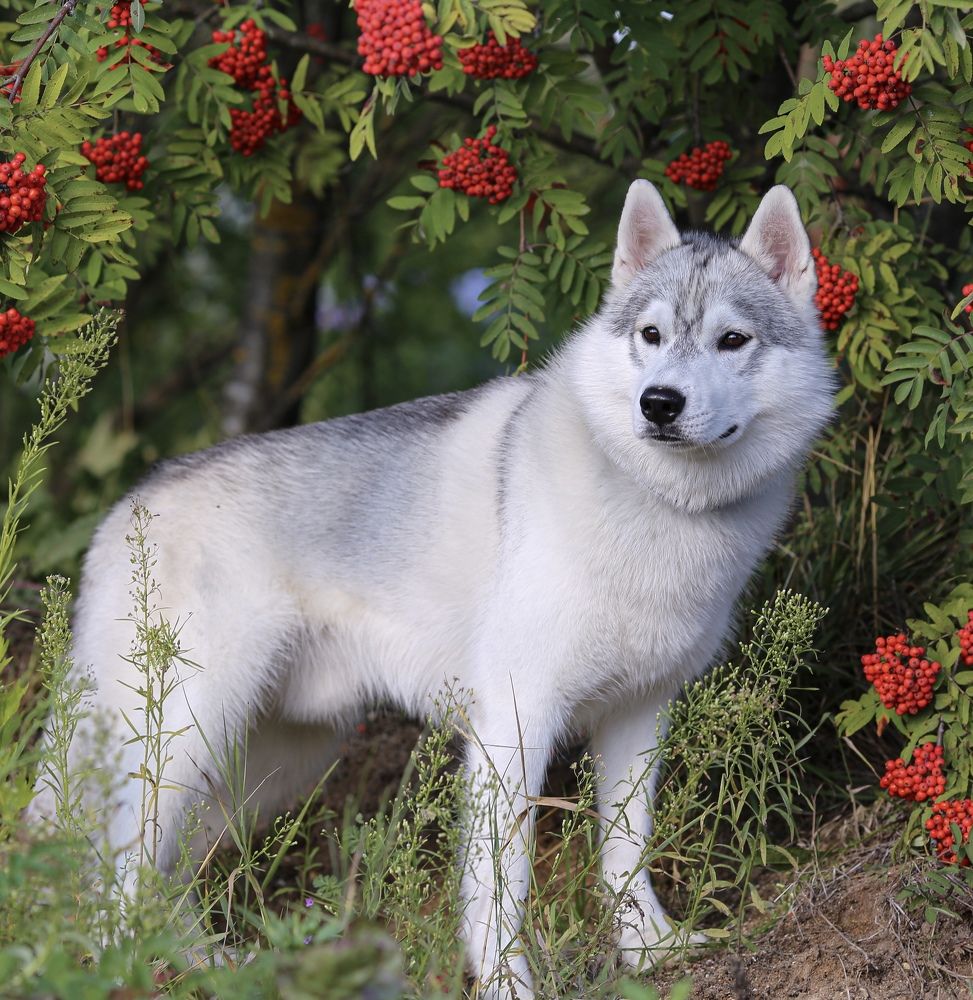 Photograph by Елена Одынец