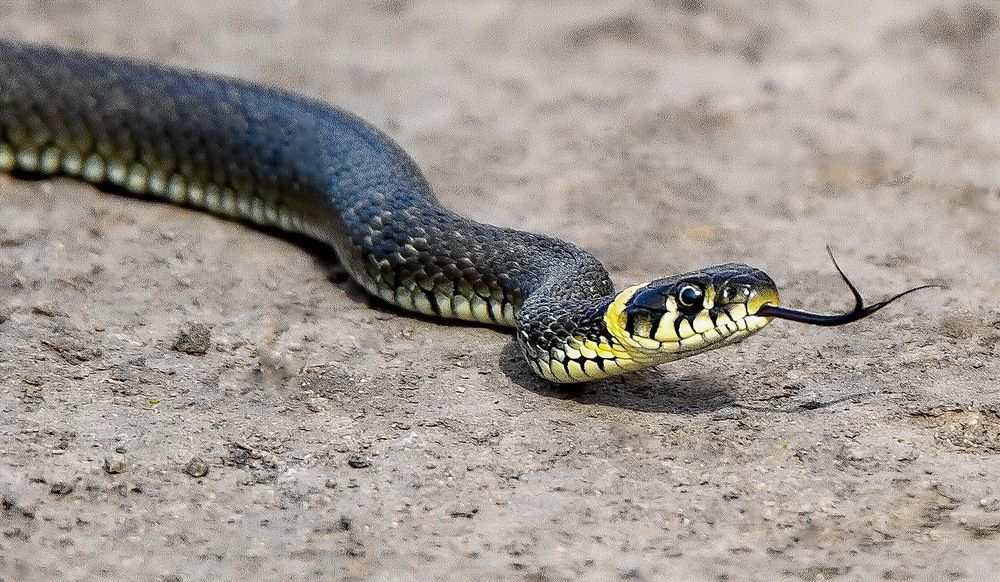 Хищник на охоте