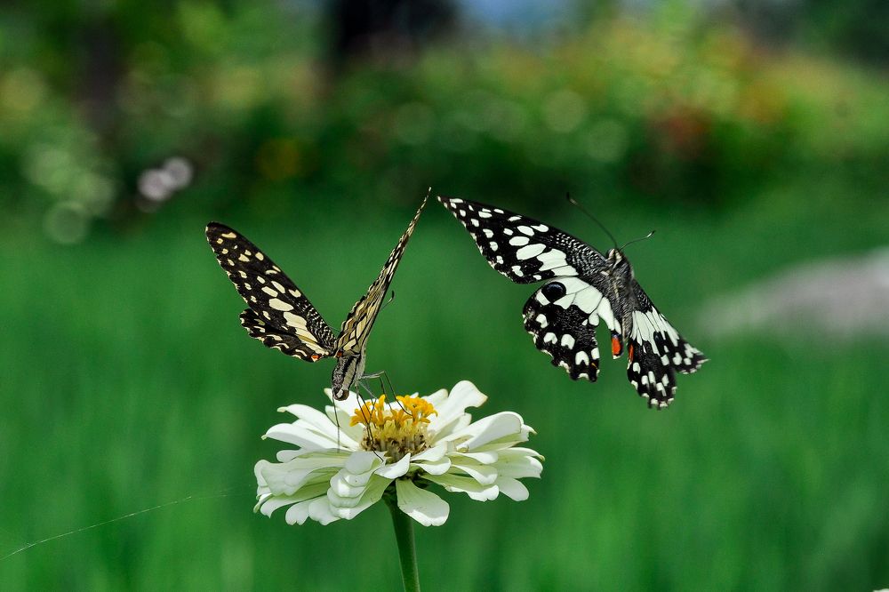 Photograph by Maryanto