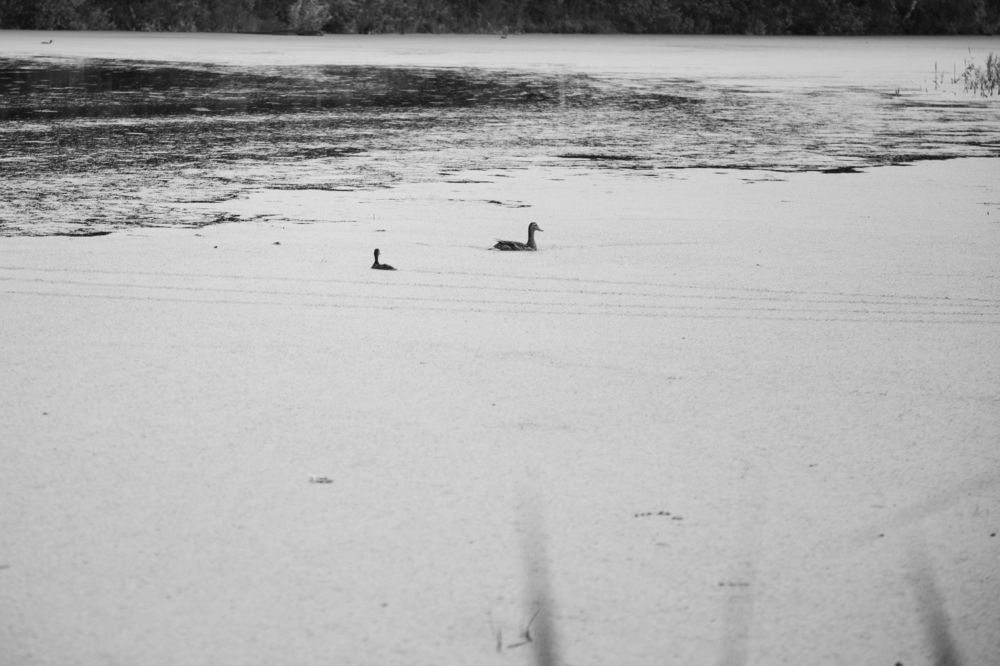 Photograph by Наталья Житинева