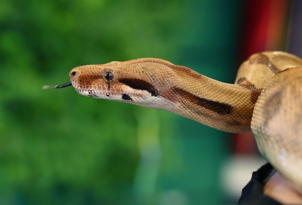 Фотография автора Олег Каргаполов