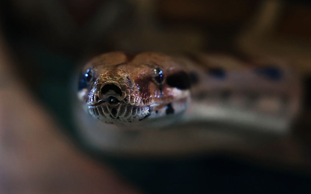 Photograph by Олег Каргаполов