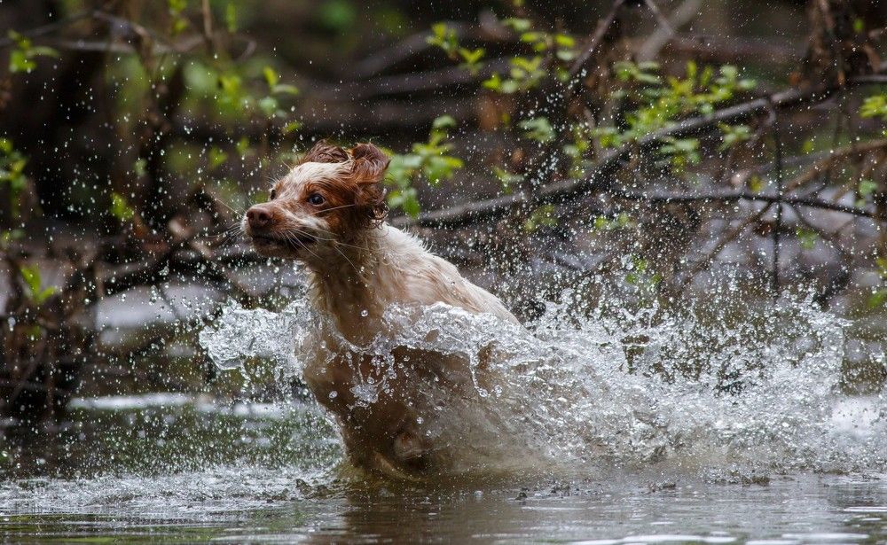 Английский сеттер. На прогулке.