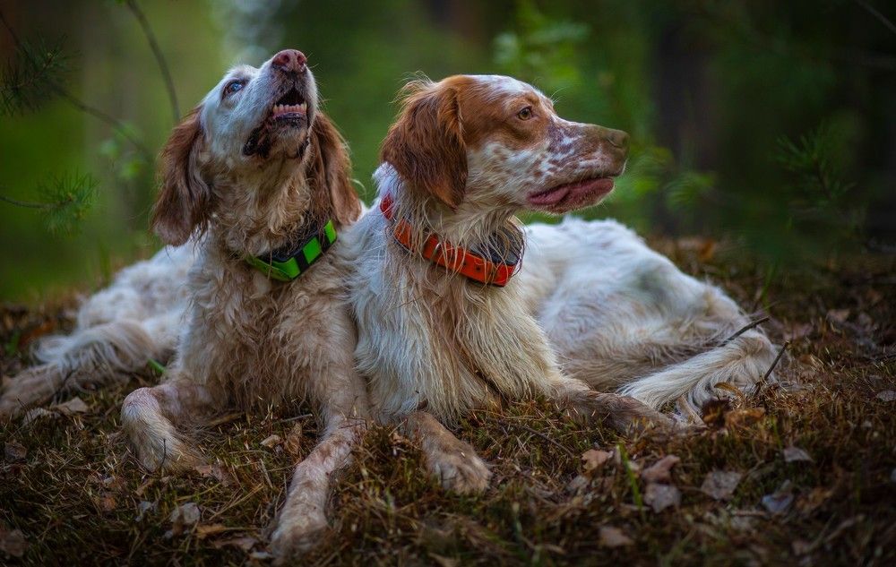 Английские сеттера. Портрет на прогулке