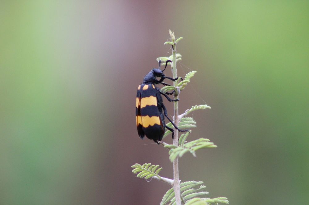 Фотография автора Malay Swarnakar