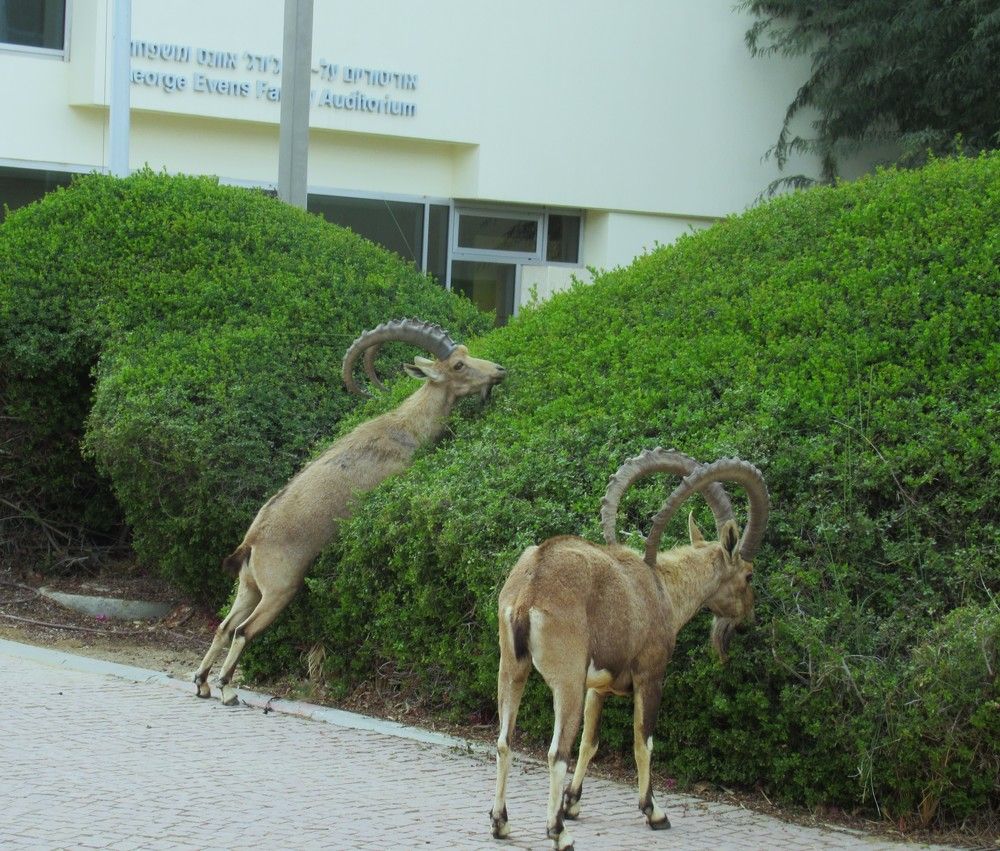 Сде Бокер. Гости из пустыни.