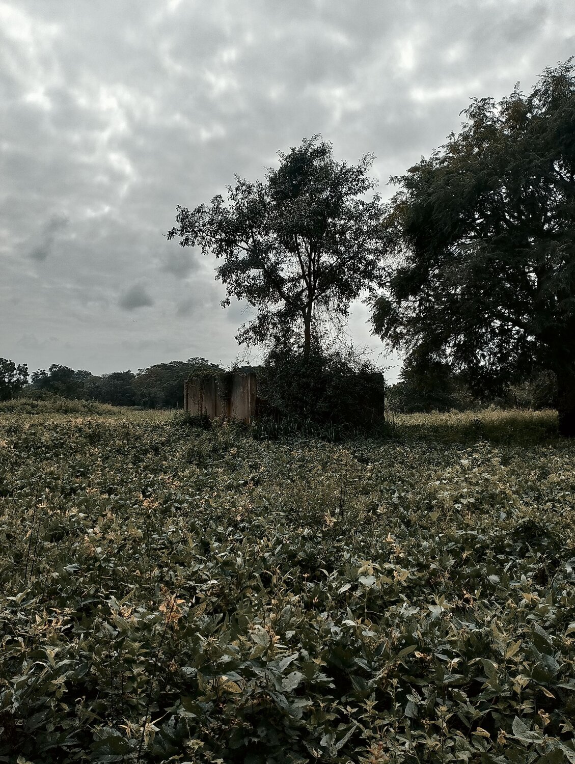 Photo #11616387