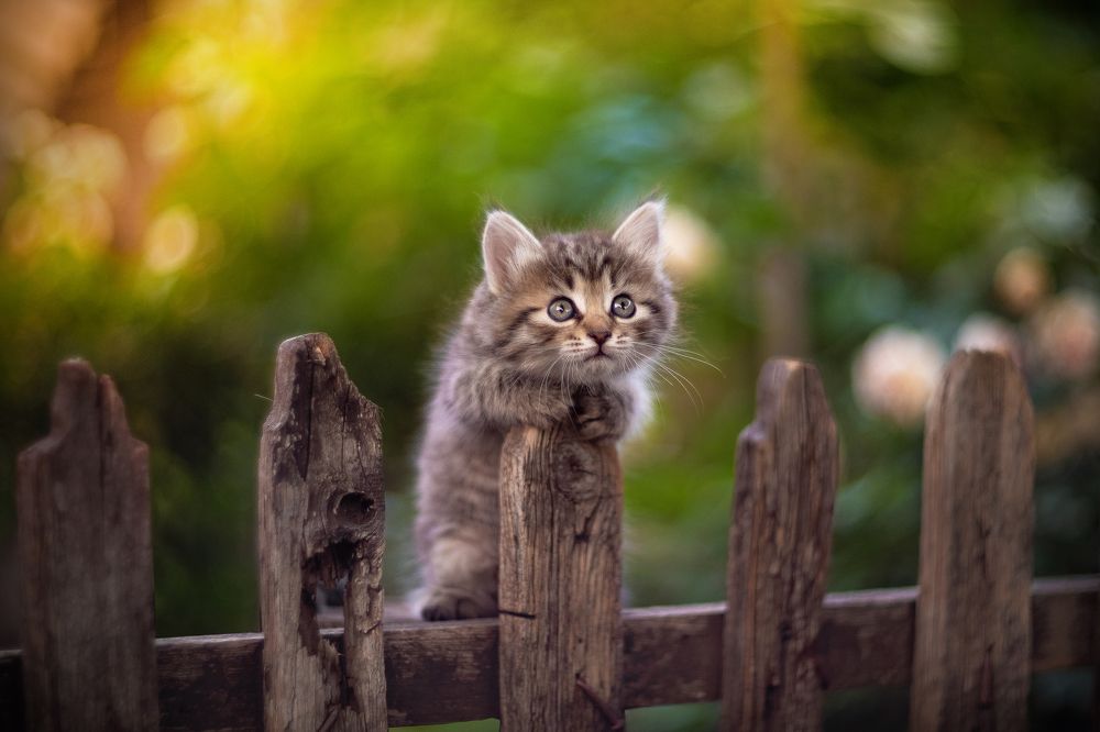 Фотография автора Коротун Юрий