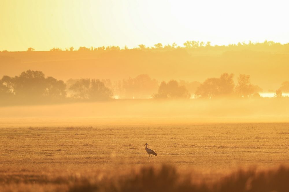 Photograph by Сергей Конюшенко