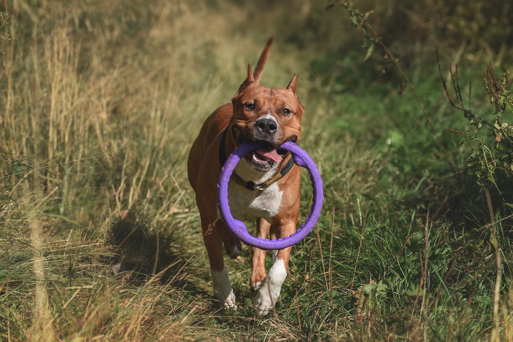 Любимая игрушка