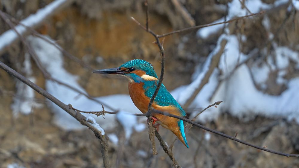 Зимородок сосредоточен