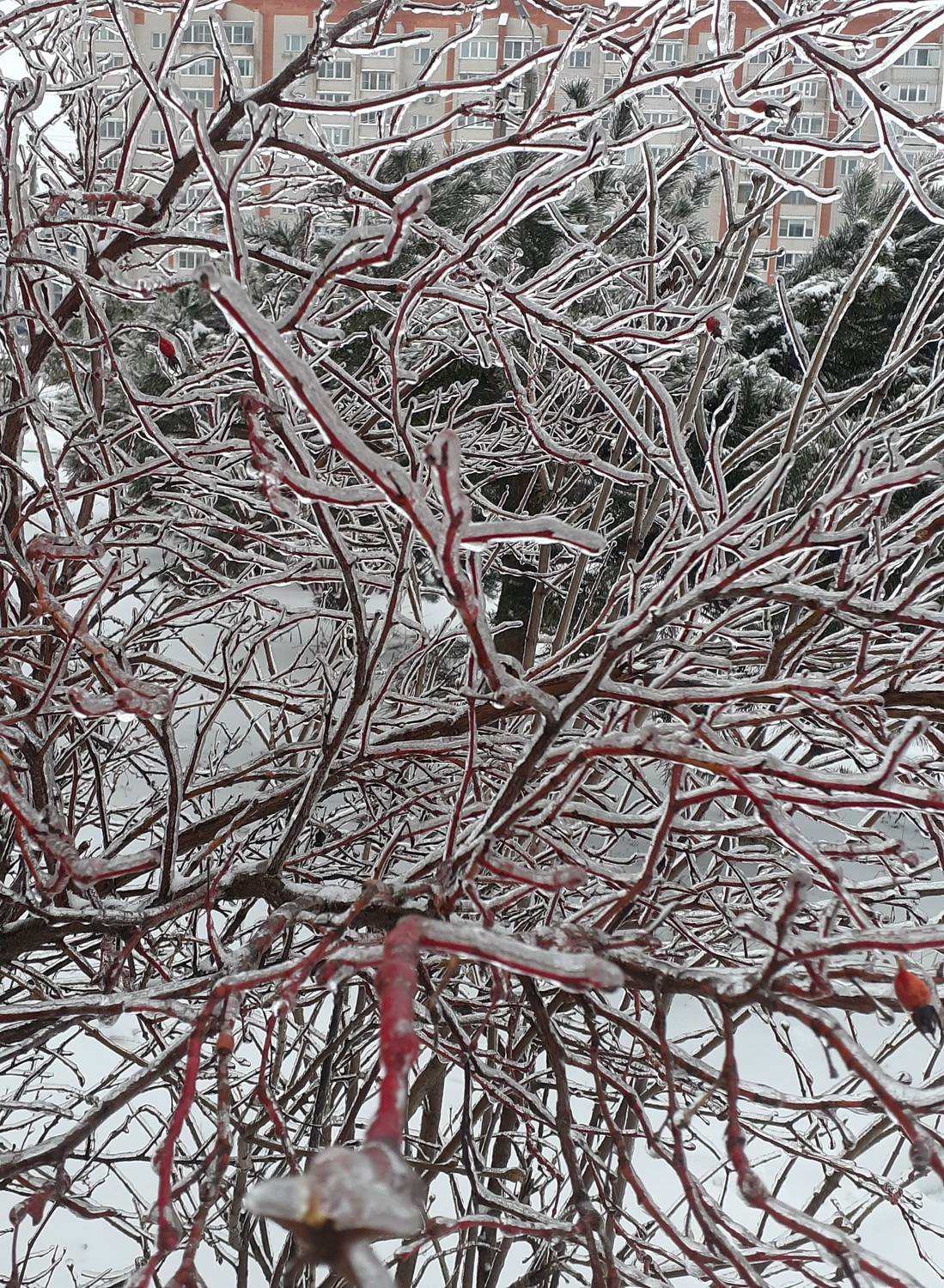 Photo #11616768