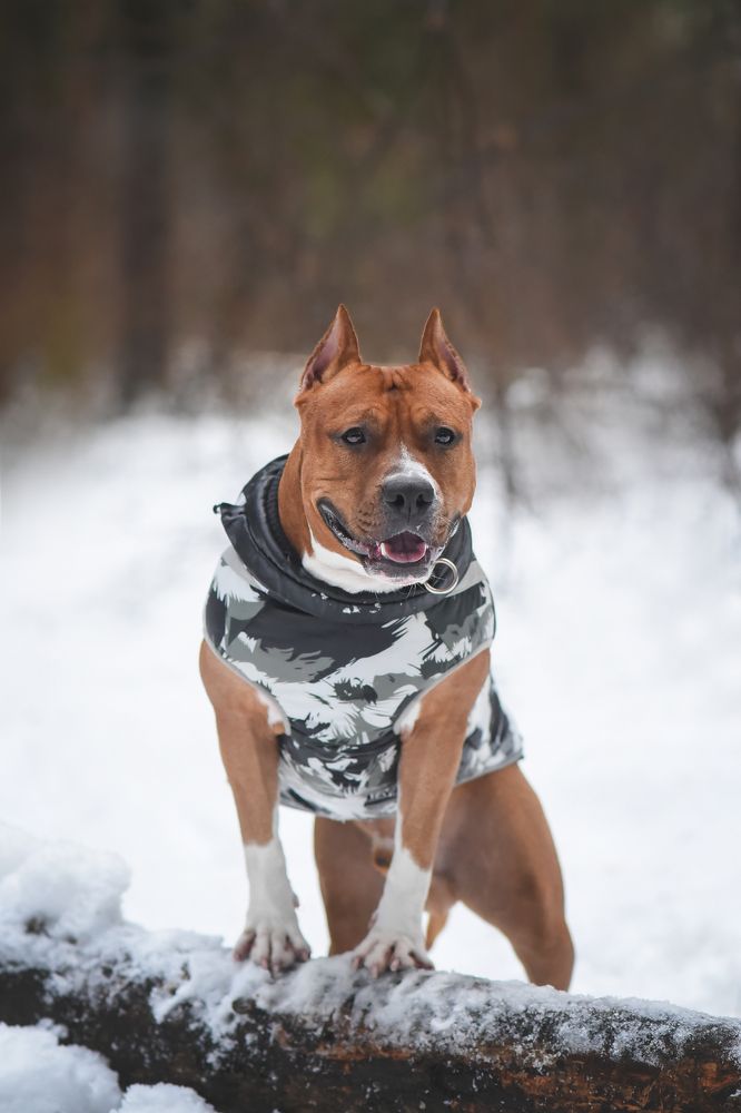 Зима пришла