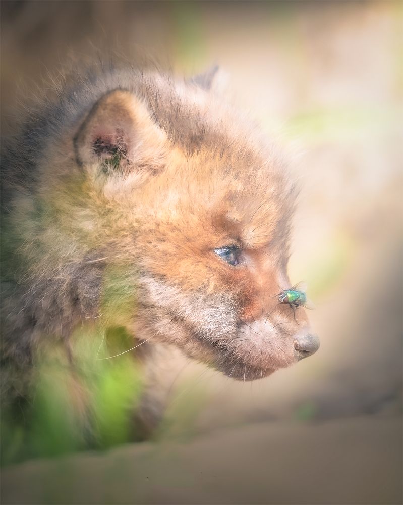 Фотография автора Hajnal József