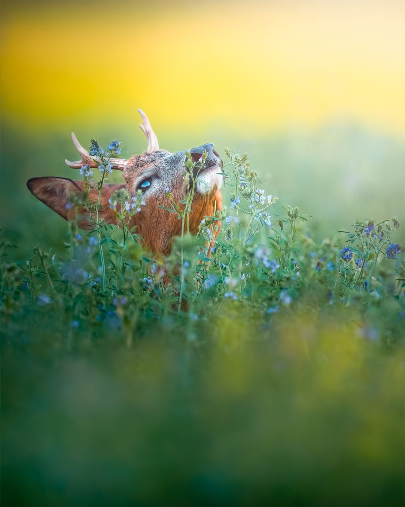 Фотография автора Hajnal József