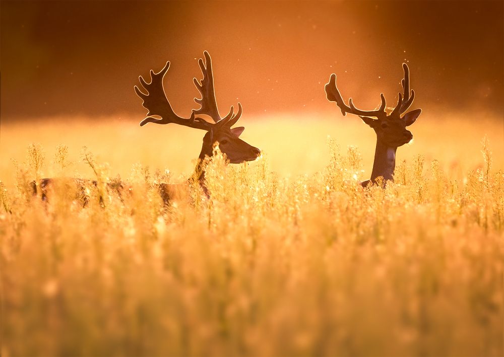 Фотография автора Hajnal József