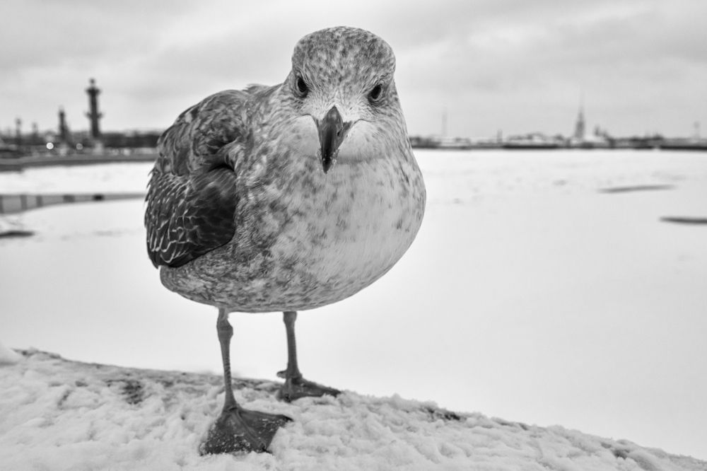 Photograph by Dimitri Bakhtadze