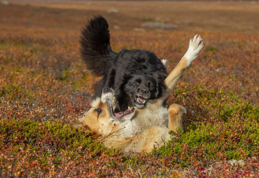 Photograph by Alina Bystrova