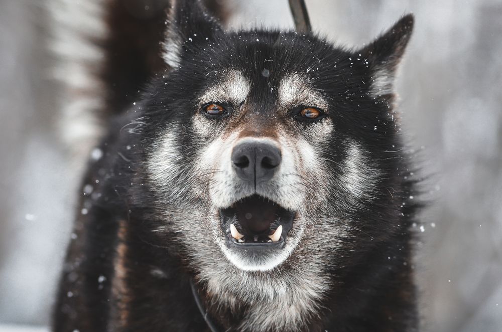 Photograph by Евгений(Жора) Житников