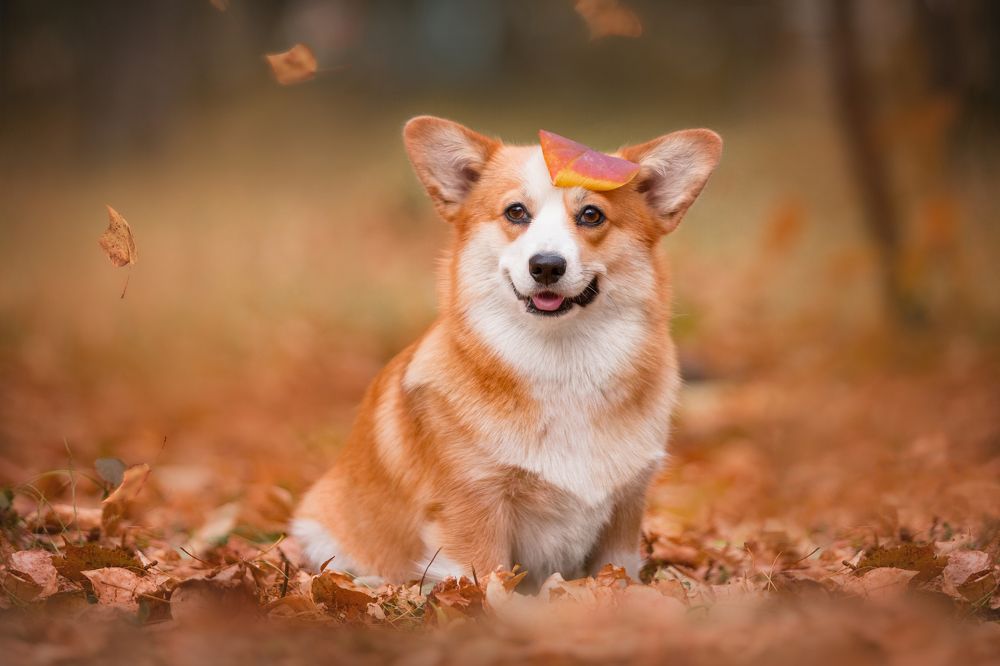 Осеннее настроение